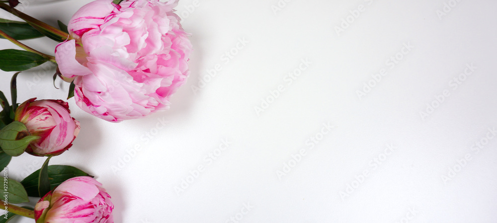 Beautiful Peony flowers, isolated on white background with copy space for your own text