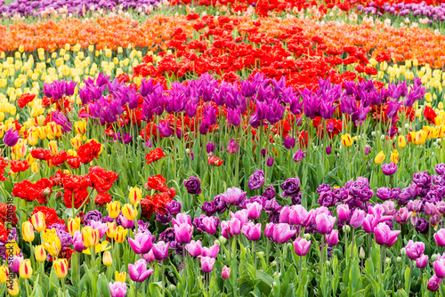 Summer field of tulips of different grades