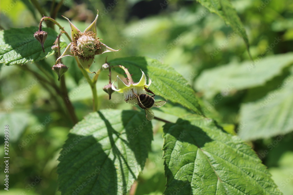 The bee pollinates the flower The bee pollinates the flower