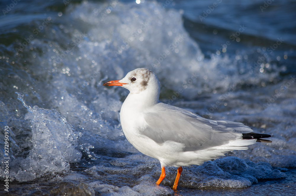 Fototapeta premium Lachmöwe (Chroicocephalus ridibundus) vor Welle