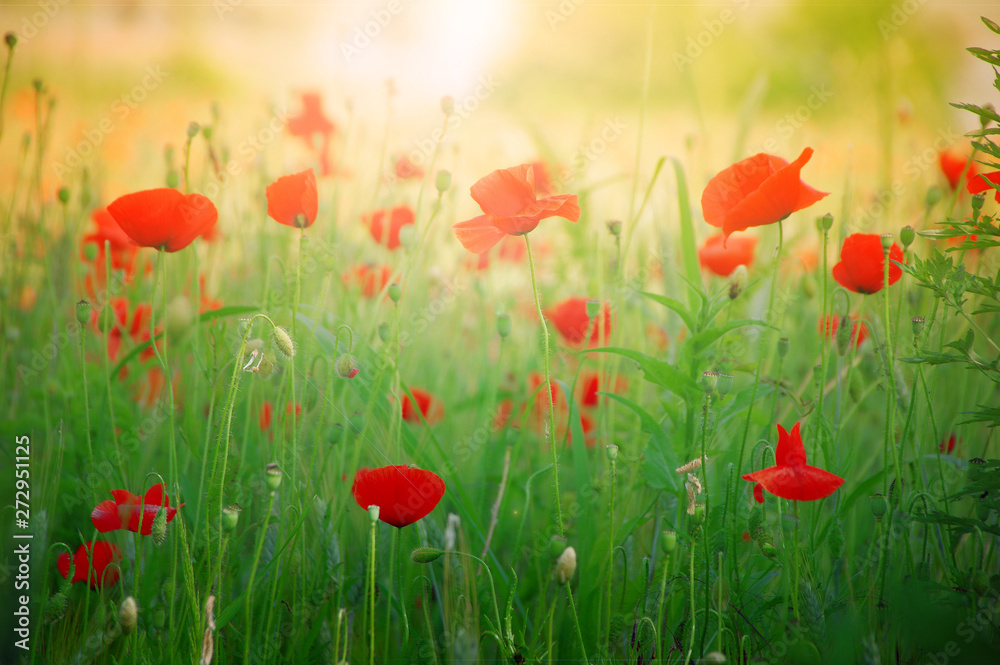 Springtime sunrise in a beautiful meadow with poppies Springtime sunrise in a beautiful meadow with poppies