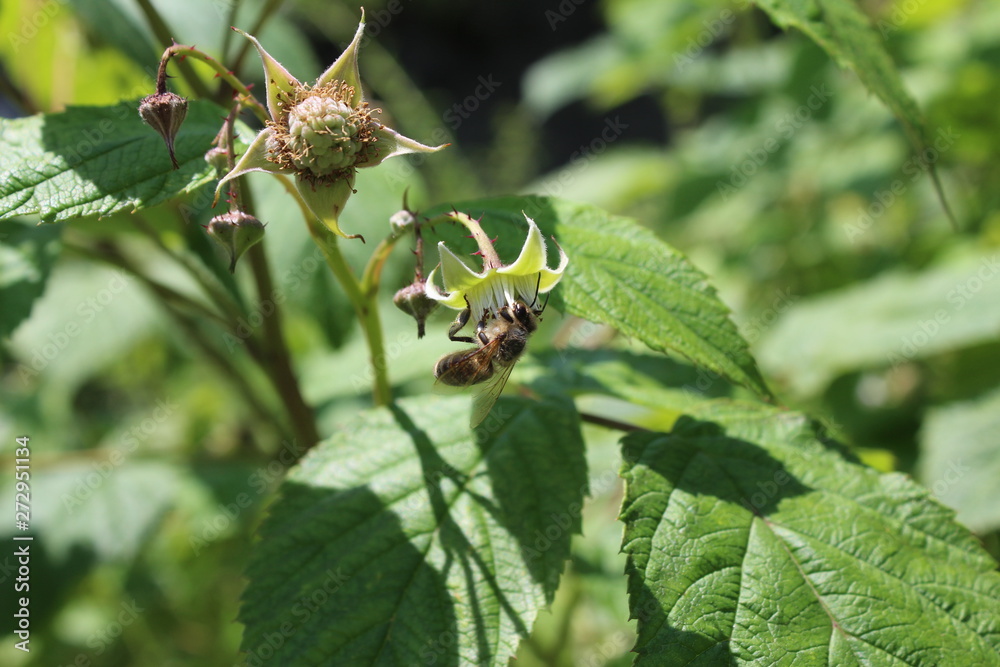 The bee pollinates the flower of young green Raspberry fruit The bee pollinates the flower of young green Raspberry fruit
