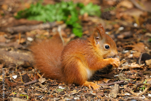 A beautiful cute baby Red Squirrel  Sciurus vulgaris .  Taken on the Island of Anglesey  North Wales  UK in late spring