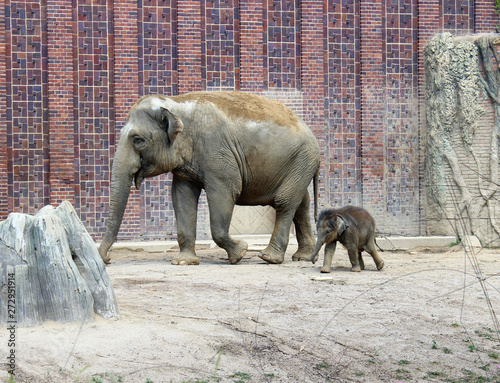 Photography Indian elephant with baby in the zoo