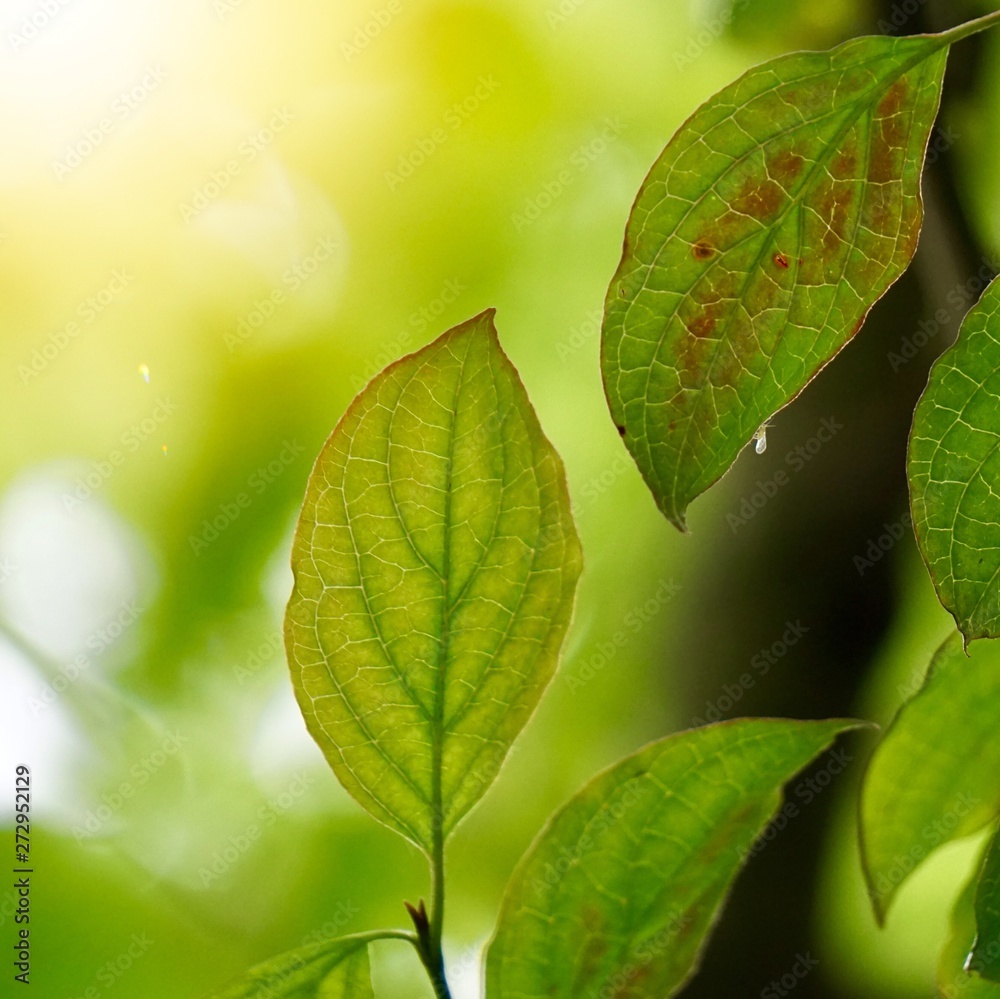 green tree leaves and branches in the nature in summer, green background green tree leaves and branches in the nature in summer, green background