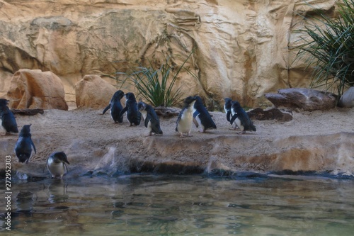 Wildlife – penguins in the Sydney zoo Australia 