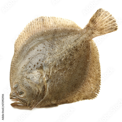 Psetta maxima  Turbot Fish  on white background