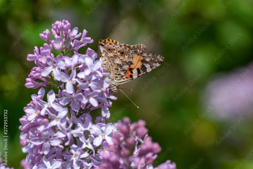 Swedish butterfly looking for nectar on an acid. Colorful day butterflies one can see in gardens or at a flower in the summer. There are about 120 species in Sweden. Swedish butterfly looking for nectar on an acid. Colorful day butterflies one can see in gardens or at a flower in the summer. There are about 120 species in Sweden.