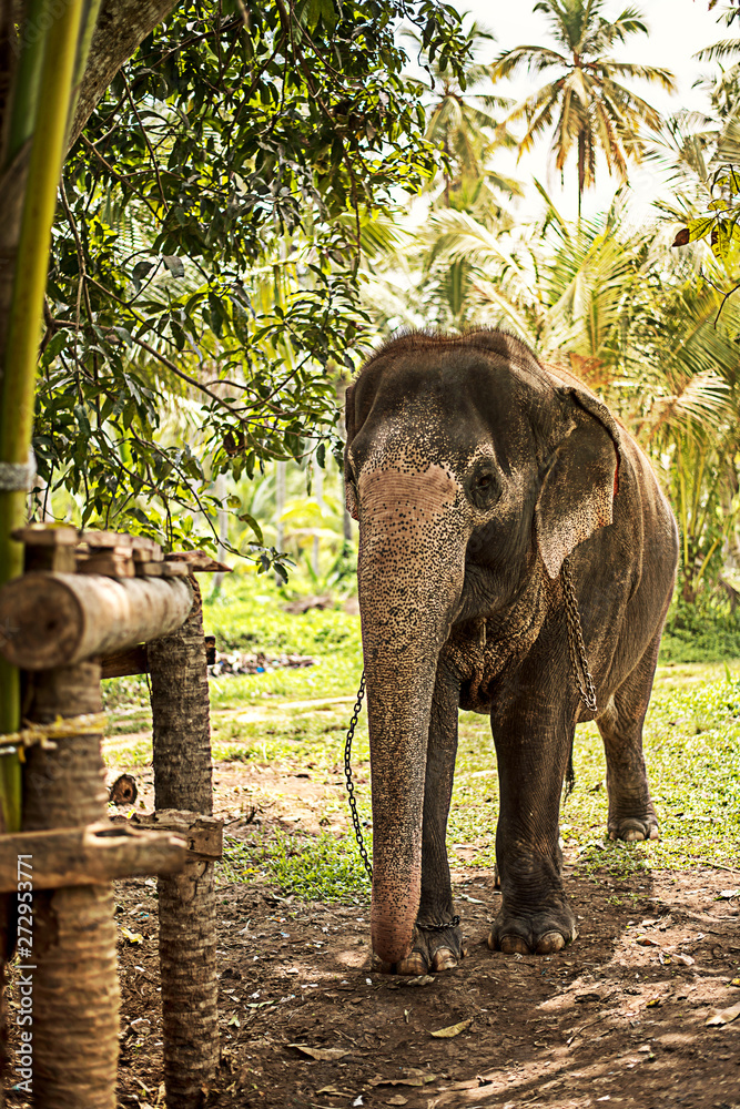 Fototapeta premium Beautiful elephant in the jungle of Sri Lanka