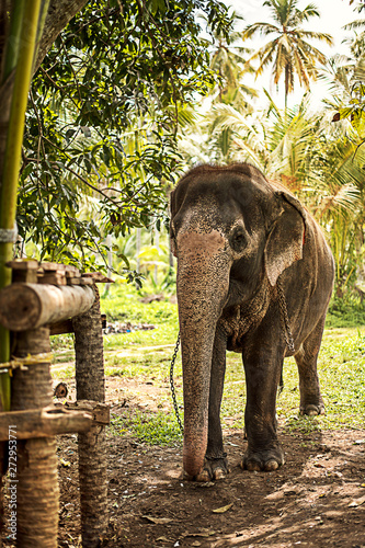 Papier peint Beautiful elephant in the jungle of Sri Lanka