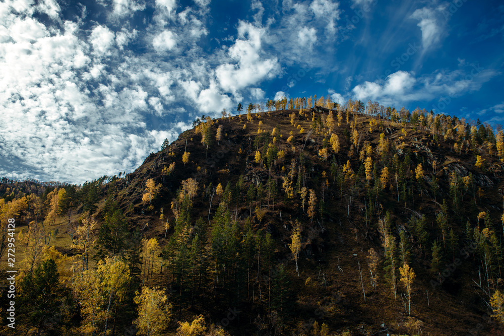 Yellow trees in sunlight on the mountainside. Beautiful autumn day in the mountains, dramatic and picturesque fall scenery.