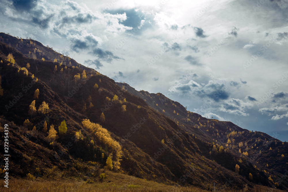 Rocky mountain overgrown with yellow trees against the cloudy autumn sky is illuminated by the rays of the setting sun. Majestic fall landscape, close-up.