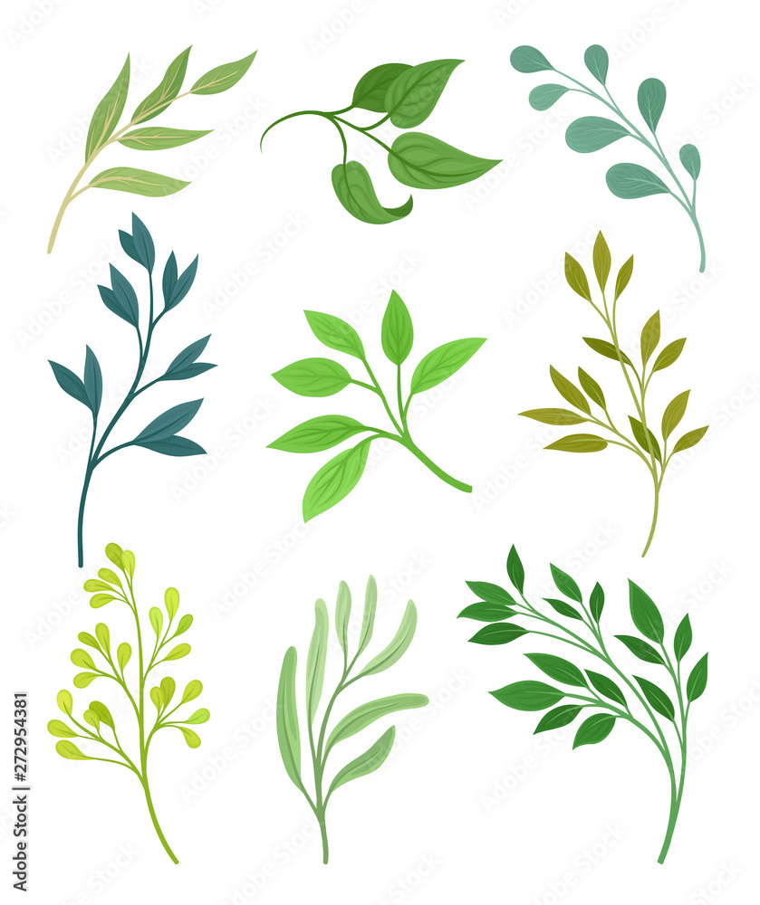 Set of leaves on the stems. Vector illustration on white background. - obrazy, fototapety, plakaty 