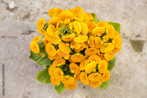 Calceolaria hybrid, pouch flower, slipper flowers in pot. Top view.
