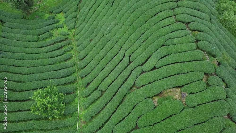 Oolong Tea Plantation in Alishan Area, Taiwan. Aerial View Oolong Tea Plantation in Alishan Area, Taiwan. Aerial View