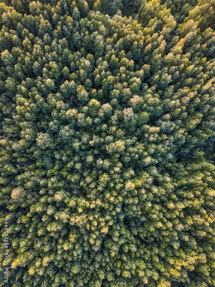 Forest as a background. Top view of a green forest in summer Forest as a background. Top view of a green forest in summer