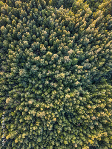Forest as a background. Top view of a green forest in summer