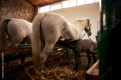 Tableau sur toile A young horse eats milk from his mother while they are in a stable with other horses