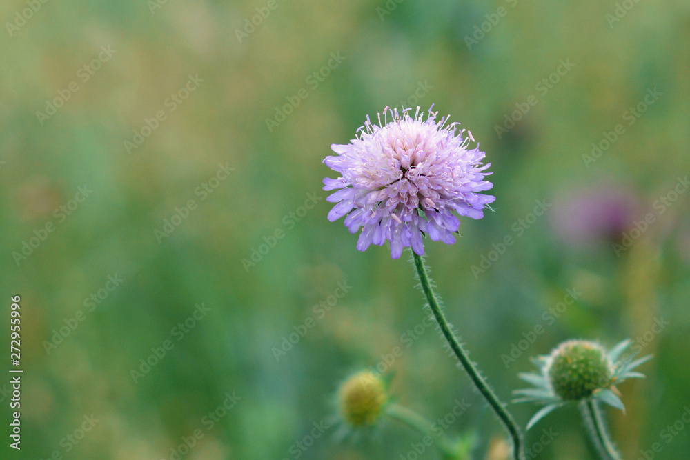 Single light purple round blooming 'Knautia Arvensis' field scabious flower on blurry green background Single light purple round blooming 'Knautia Arvensis' field scabious flower on blurry green background