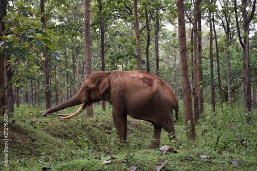 Elephant sighting int he wild Wayanad Forest © Nameesh