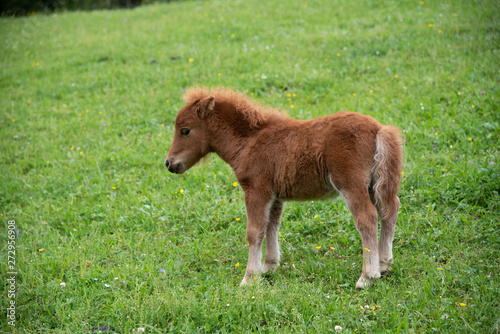cute brown baby filly on green grass