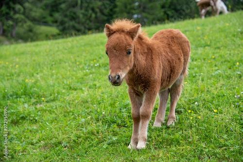 cute brown baby filly on green grass