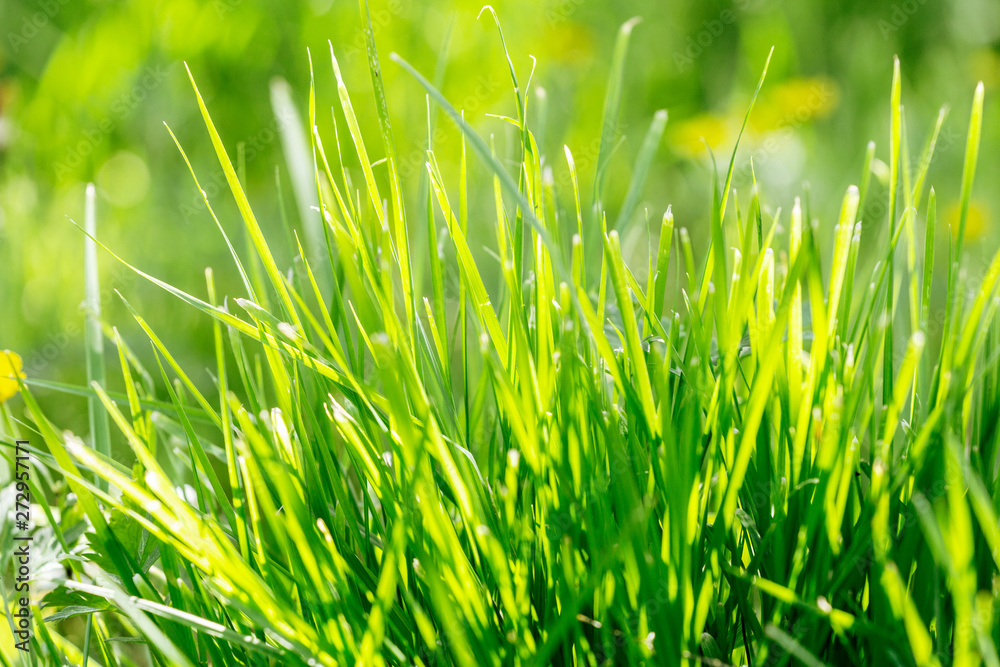 Bright vibrant green grass close-up. natural grass lawn in the garden in early sunny morning. soft delicate light Bright vibrant green grass close-up. natural grass lawn in the garden in early sunny morning. soft delicate light