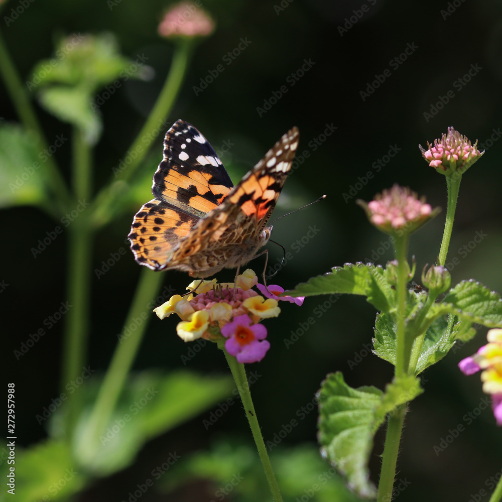 Painted lady, butterfly on flower Painted lady, butterfly on flower