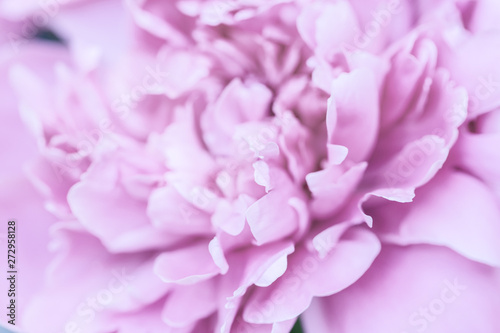 pink purple abstract background of peony