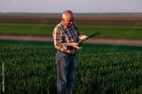 Portrait of senior farmer standing in young wheat field holding crop in his hands.