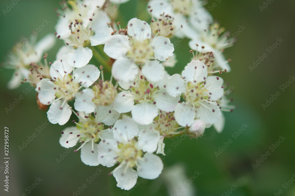 Sweet purple chokeberry, Aronia prunifolia flowering in spring. Close up photo of flowers and leaves.