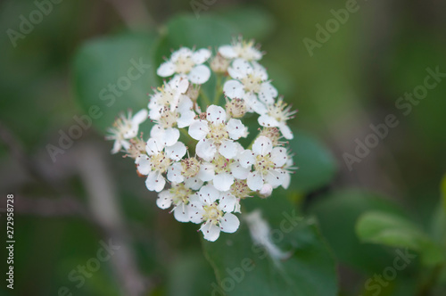 Sweet purple chokeberry  Aronia prunifolia flowering in spring. Close up photo of flowers and leaves.