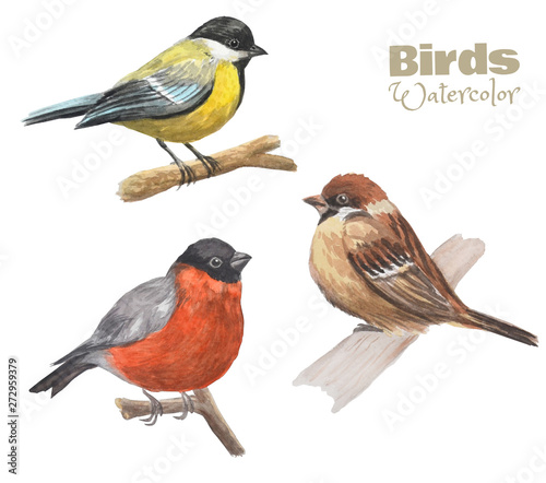Hand-drawn watercolor birds sit on the branches. Set of cute birds. Tit, sparrow, bullfinch.