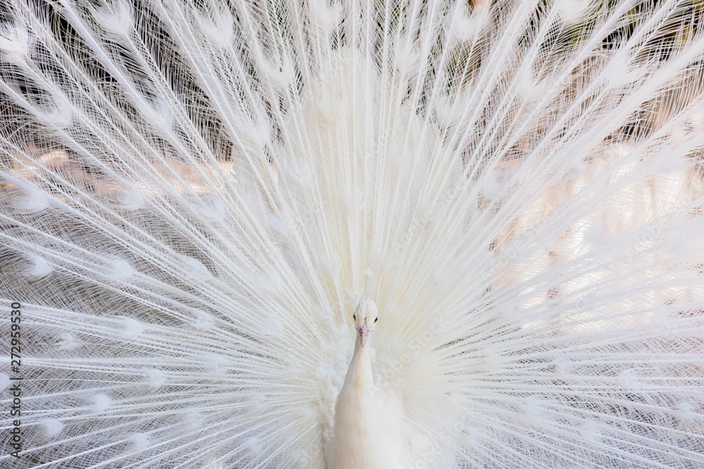 Amazing white peacock opening its tail