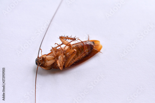 cockroach on a background