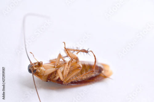 cockroach on white background © Sakee