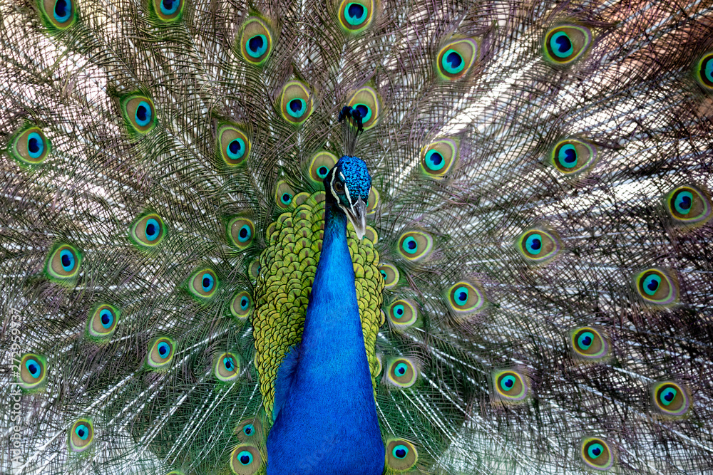 Obraz premium Amazing peacock during his exhibition