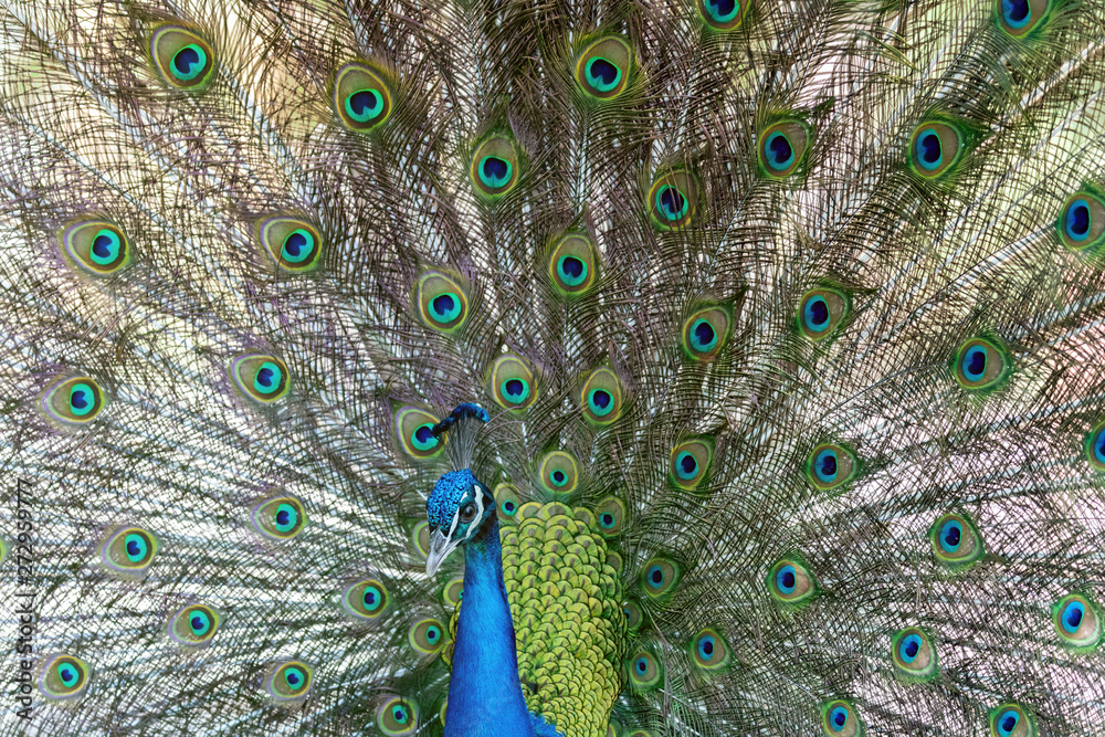 Obraz premium Amazing peacock during his exhibition