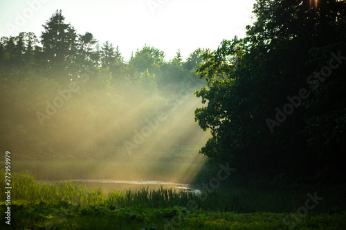 The sun s rays make their way to the foliage