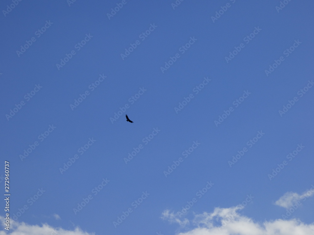 high flying vulture