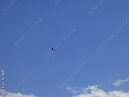 high flying vulture