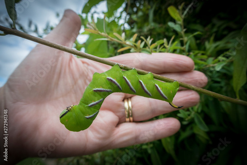 Privet Hawk Moth Caterpillar photo