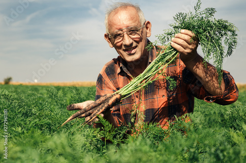 Senior farmer in field examining the carrots in his hands.