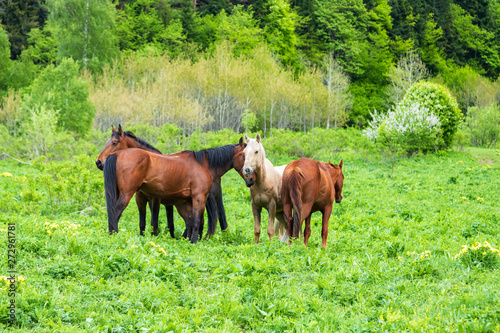 Wild horses grazing on rich green grass of mountain meadows