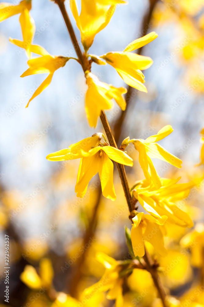 Obraz premium Flowering Forsythia closeup on blue sky background