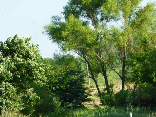 tree landscape