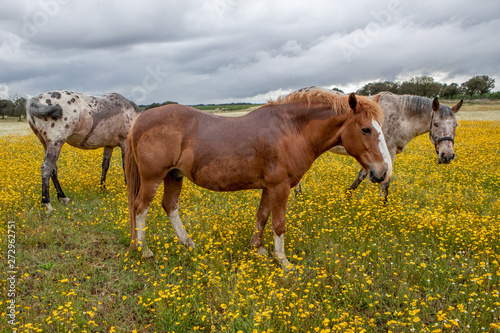 Free horses in a blossom meadow