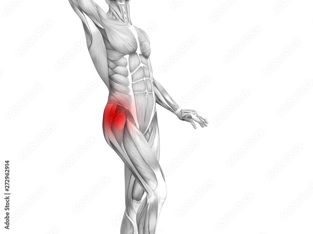 Conceptual hip human anatomy with red hot spot inflammation articular joint pain for leg health care therapy or sport muscle concepts. 3D illustration man arthritis or bone sore osteoporosis disease Conceptual hip human anatomy with red hot spot inflammation articular joint pain for leg health care therapy or sport muscle concepts. 3D illustration man arthritis or bone sore osteoporosis disease