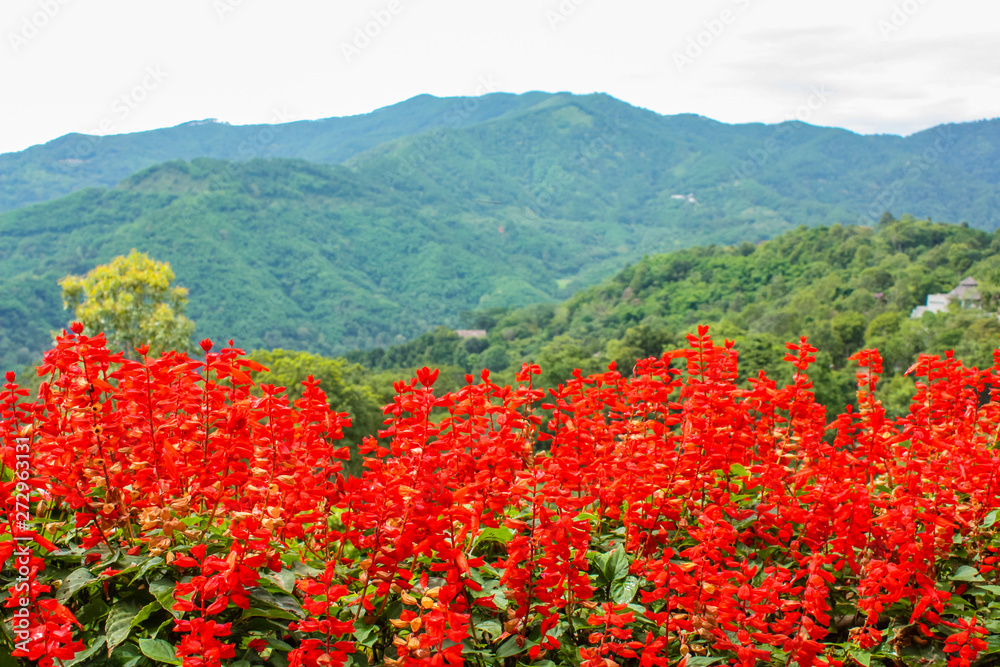 Red flowers Salvia on the background of the green mountains of northern Thailand, nature landscape