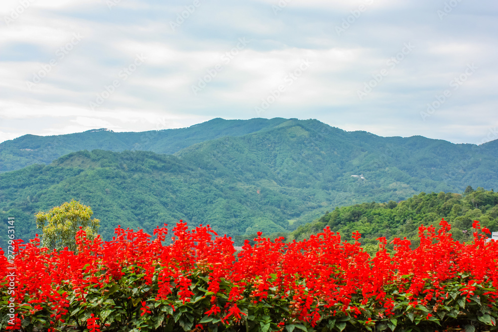 Red flowers Salvia on the background of the green mountains of northern Thailand, nature landscape